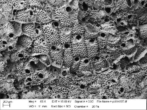 Cellepora quadrangularis Lonsdale, 1845 - PI D 53193 - Cellepora quadrangularis