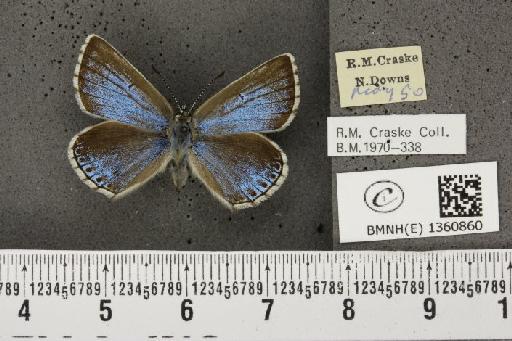 Lysandra bellargus ab. pallida Austin, 1890 - BMNHE_1360860_181616