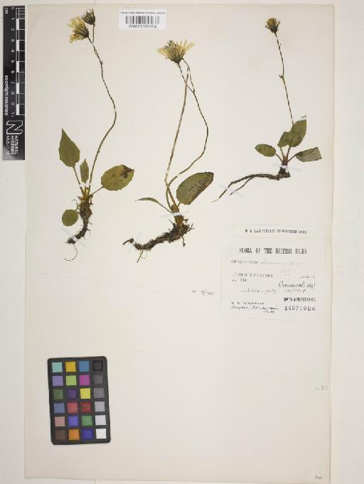 Hieracium ebudicum Pugsley - 013863084