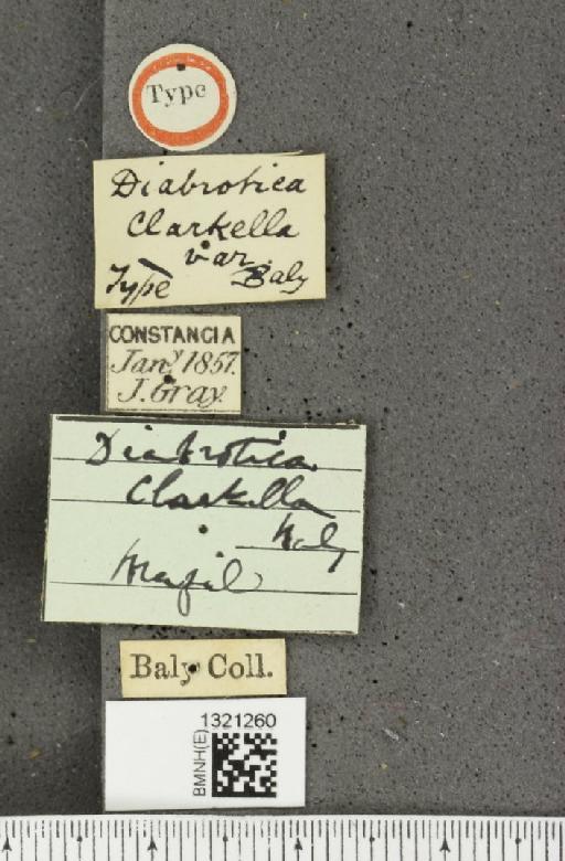 Diabrotica clarkella Baly, 1857 - BMNHE_1321260_label_19701