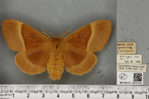 Lasiocampa quercus quercus ab. ochracea-virgata Tutt, 1902 - BMNHE_1523765_193617