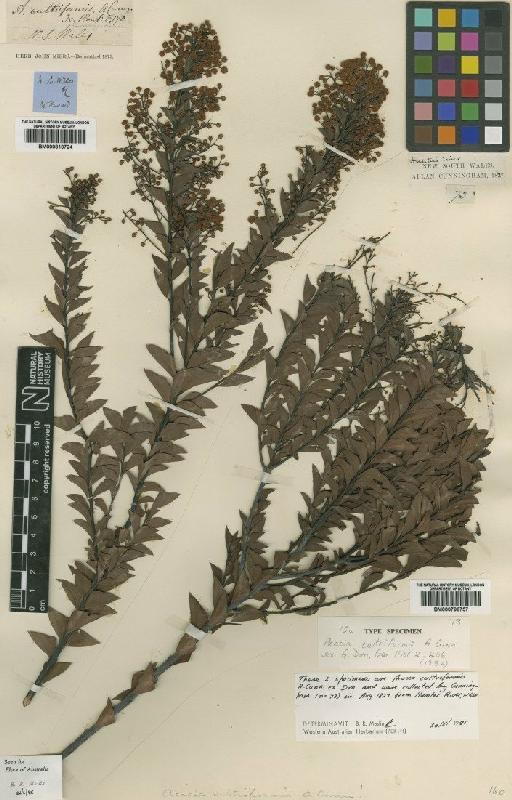 Acacia cultriformis A.Cunn. ex G.Don - BM000810724