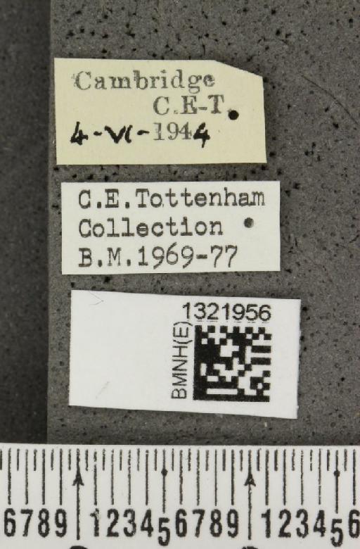 Epitrix atropae Foudras, 1861 - BMNHE_1321956_label_11746