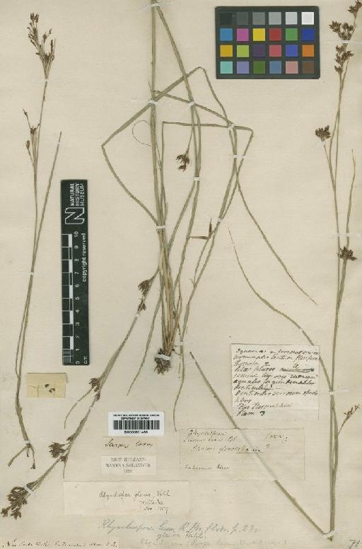 Rhynchospora glauca Vahl - BM000901455