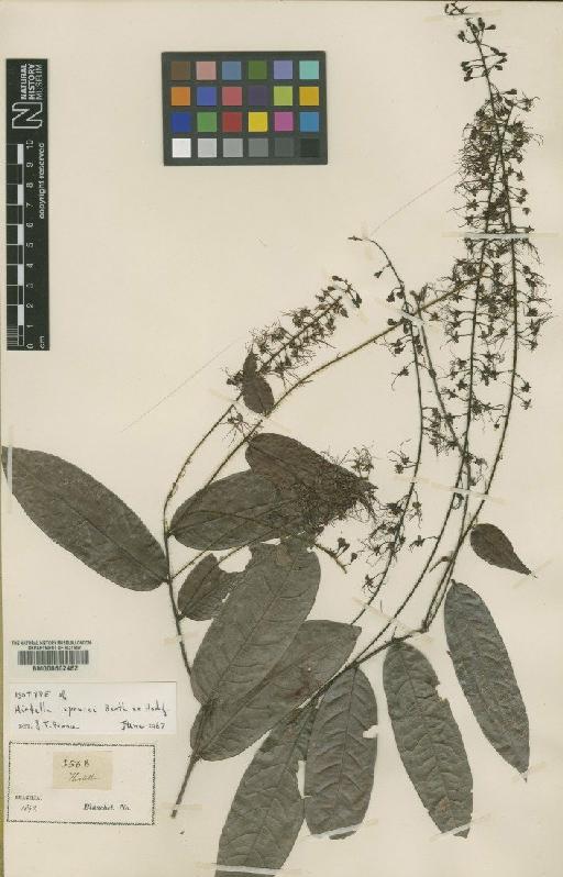 Hirtella sprucei Benth. ex Hook.f. - BM000602462