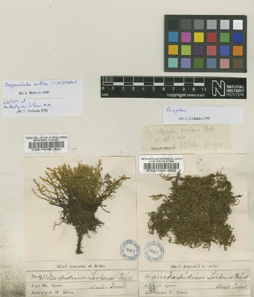 Drepanocladus sordidus (Müll.Hal.) Hedenas in W.R.Buck - BM000575958_a