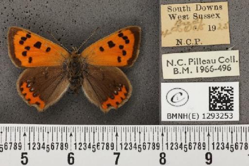 Lycaena phlaeas eleus (Fabricius, 1798) - BMNHE_1293253_130541