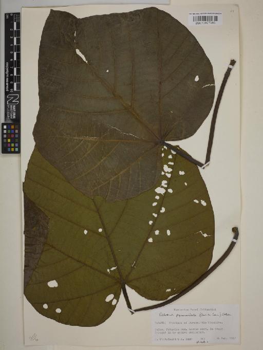 Ochroma pyramidale (Lam.) Urb. - BM013827383