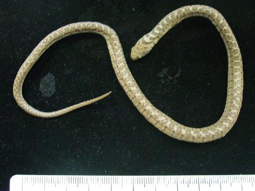 Dasypeltis scabra Linnaeus, 1758 - Dasypeltis BMNH 69.11.4.38 001.JPG