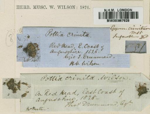 Pottia crinita Wilson ex Bruch, Schimp. & W.Gümbel - BM000867628