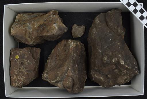 Scylacosauridae Broom, 1903 - NHMUK PV R 4100 - Box 3