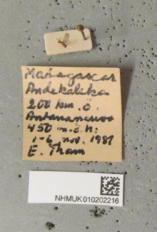 Agaonidae - 010202216 labels