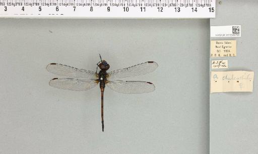 Agrionoptera insignis chalcochiton Ris, 1915 - 011249796_803868_1252873_2