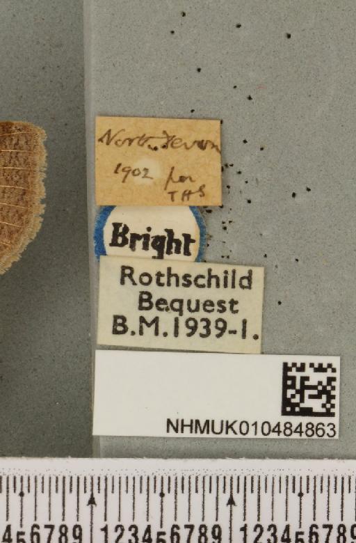 Lygephila pastinum ab. ludicra Haworth, 1809 - NHMUK_010484863_label_540811