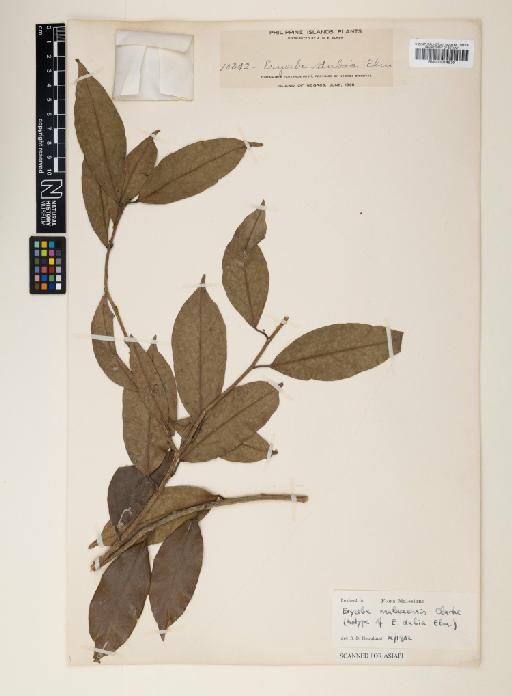 Erycibe malaccensis C.B.Clarke - 001014530