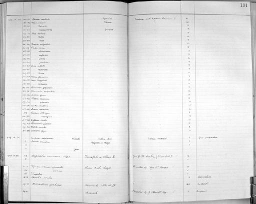 Tellina depressa - Zoology Accessions Register: Mollusca: 1925 - 1937: page 101
