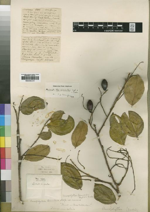Anisophyllea gossweileri Engl. & Brehmer - BM000902019