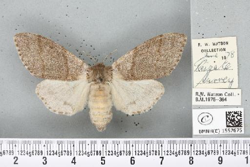 Calliteara pudibunda (Linnaeus, 1758) - BMNHE_1557675_255145