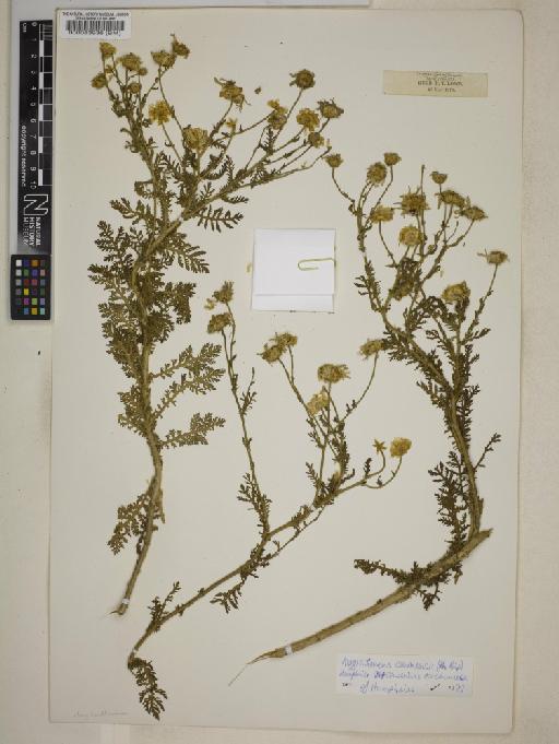 Argyranthemum adauctum subsp. canariense (Sch.Bip.) Humphries - 000083936