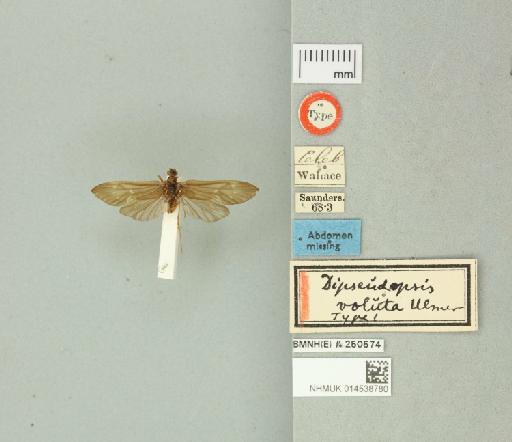 Dipseudopsis voluta Ulmer, 1906 - 014538780_175599_799870