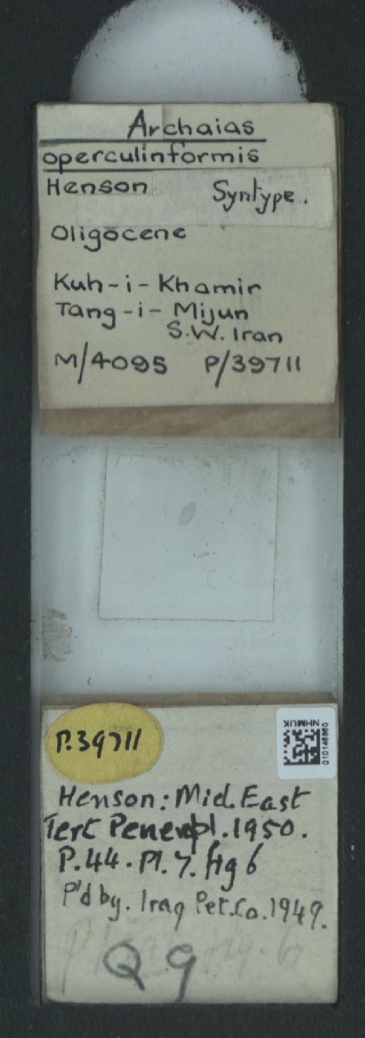 Archaias operculiniformis Henson, 1950 - 010146860_2319108_39711