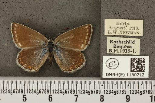 Lysandra coridon ab. divisa Tutt, 1910 - BMNHE_1150712_102464