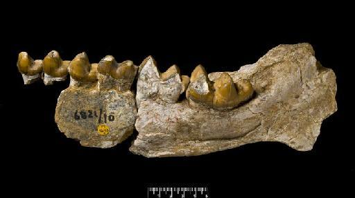 Arcanotherium savagei (Court, 1995) - M82163a