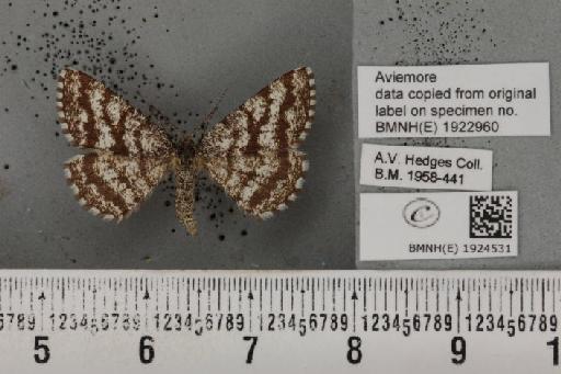 Ematurga atomaria (Linnaeus, 1758) - BMNHE_1924531_488559