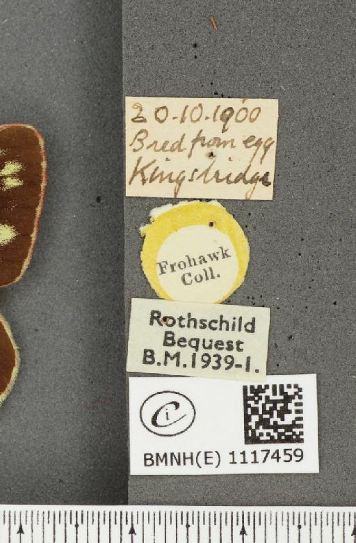 Colias croceus (Geoffroy, 1785) - BMNHE_1117459_label_75872
