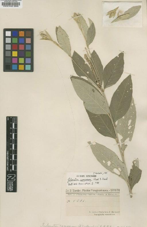 Croton argenteum L. - BM000504402