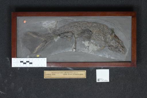Oxygnathus ornatus Egerton, 1854 - 010037159_L010041011