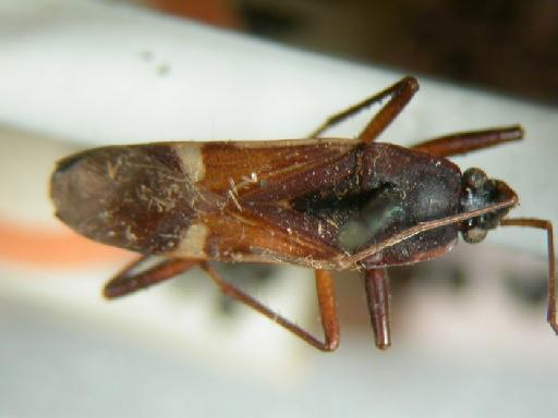 Abanus coloratus Distant, 1909 - Hemiptera: Dieuches Col