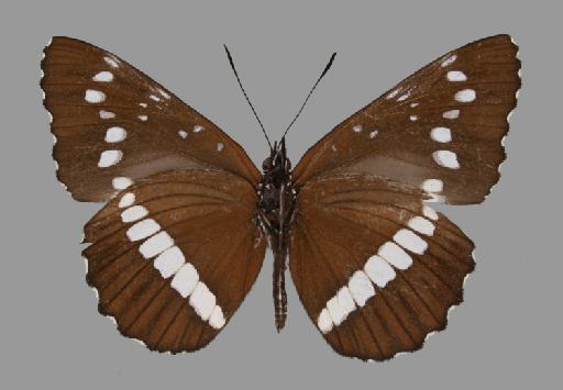 Neptis incongrua Butler - BMNH(E)#1719064_Neptis_incongrua_isidoro_Keilland_holotype_male_ventral