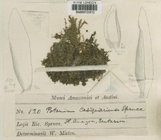 Pterogonidium casiquiariense (Spruce ex Mitt.) Broth. - BM000723612