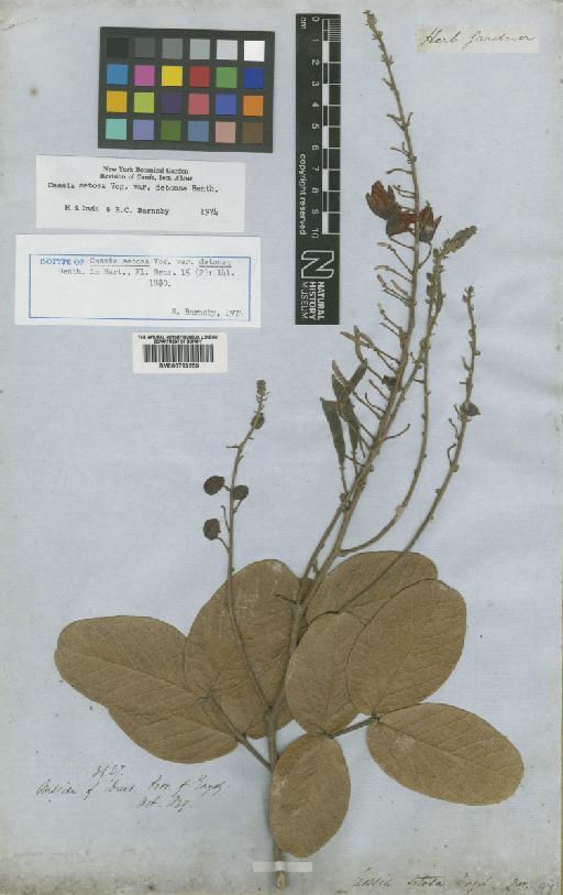 Chamaecrista setosa var. detonsa (Benth.) H.S.Irwin & Barneby - BM000793259