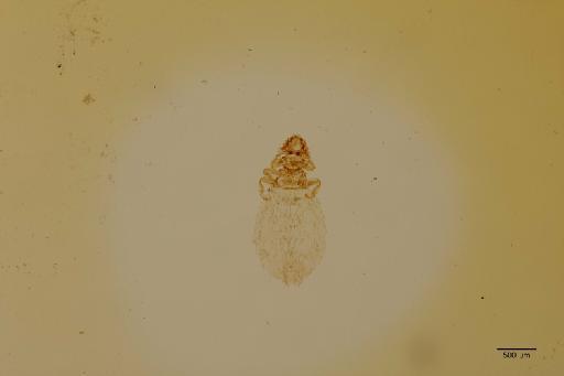 Boopia uncinata Harrison & Johnston, 1916 - 010648435_specimen