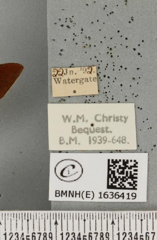 Hemaris fuciformis (Linnaeus, 1758) - BMNHE_1636419_label_205750