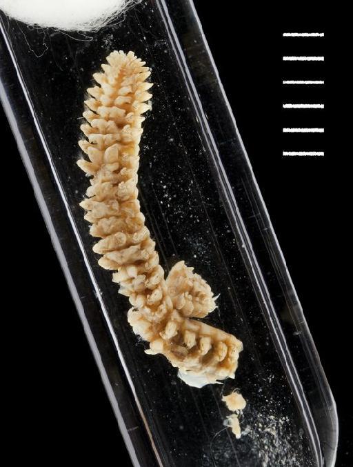 Polynoella laevisetosa McIntosh, 1885 - Polychaeta type specimen; 1885.12.1.105a
