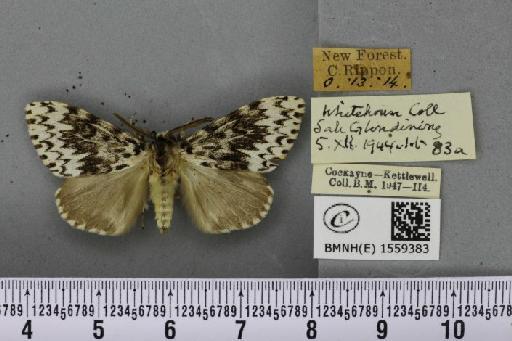 Lymantria monacha ab. flaviventer Krulikowsky, 1909 - BMNHE_1559383_252068