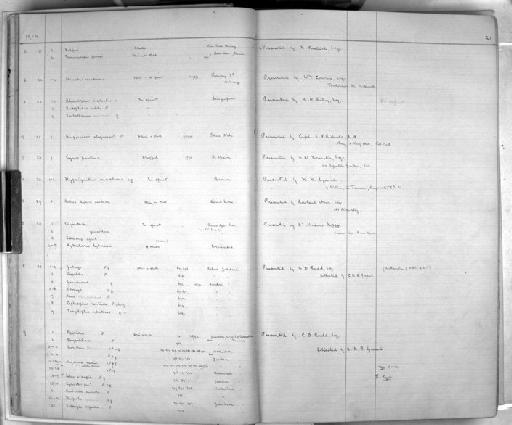 Tragelaphus strepsiceros chora Cretzschmar, 1826 - Zoology Accessions Register: Mammals: 1904 - 1910: page 21