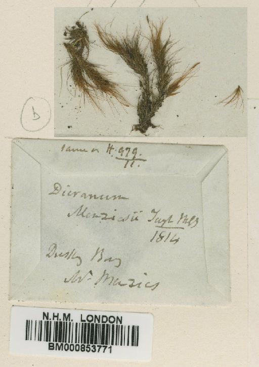 Dicranoloma menziesii (Hook.f. & Wilson) Paris - BM000853771