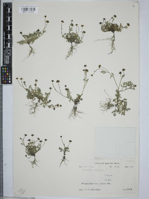 Chrysanthellum indicum DC. - 011031245