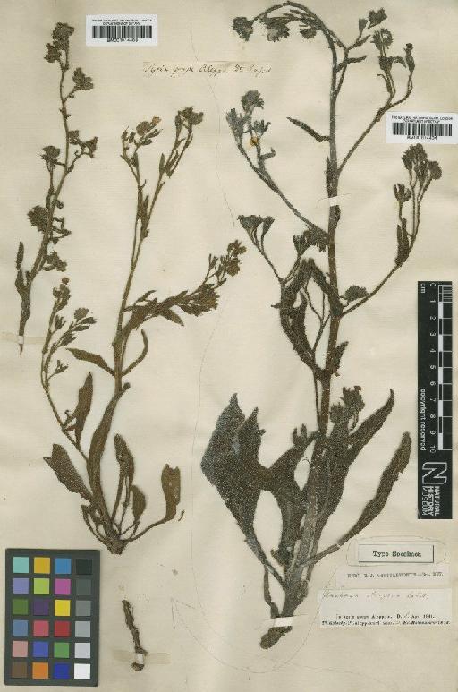 Anchusa strigosa Labill. - BM001014403