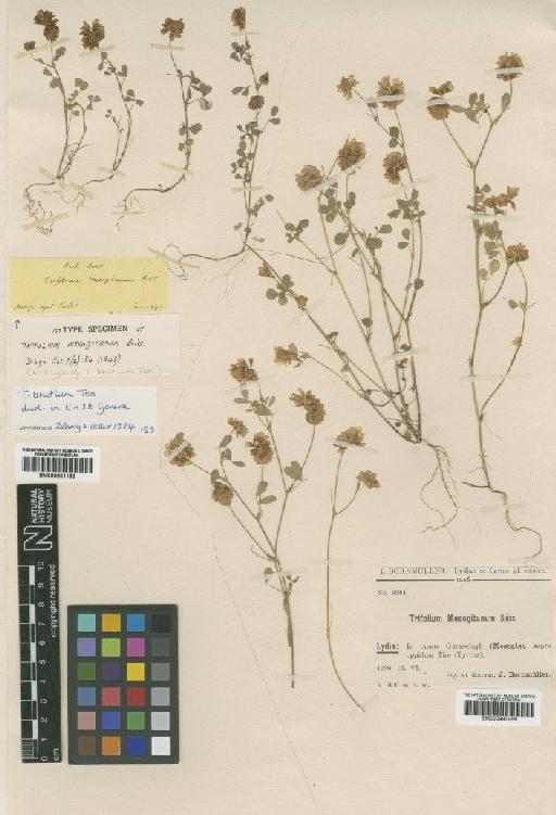 Trifolium brutium Ten. - BM000901165