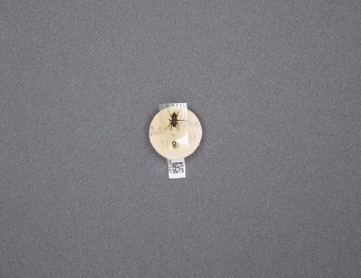 Sarcophaga (Myorhina) nigriventris Meigen, 1826 - 015092547_234554_1296853