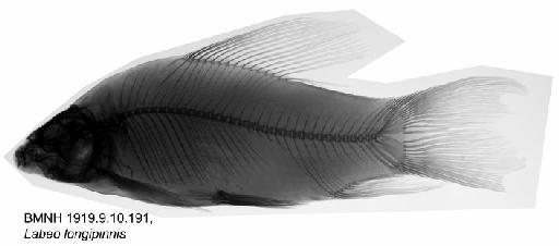 Labeo longipinnis Boulenger, 1898 - BMNH 1919.9.10.191, Labeo longipinnis, Radiograph