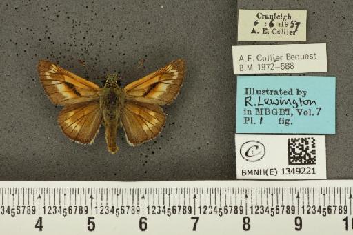 Ochlodes sylvanus ab. pallida Mosley, 1896 - BMNHE_1349221_155449