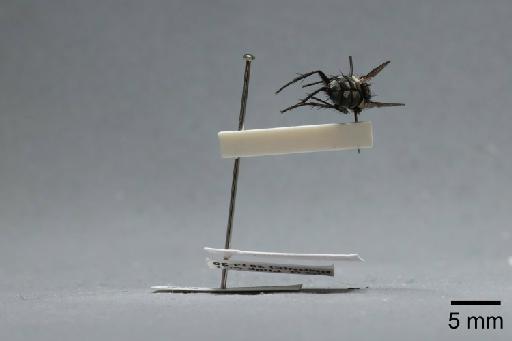 Sarcophaga (Bellieriomima) subulata Pandelle, 1896 - 015087957_lateral