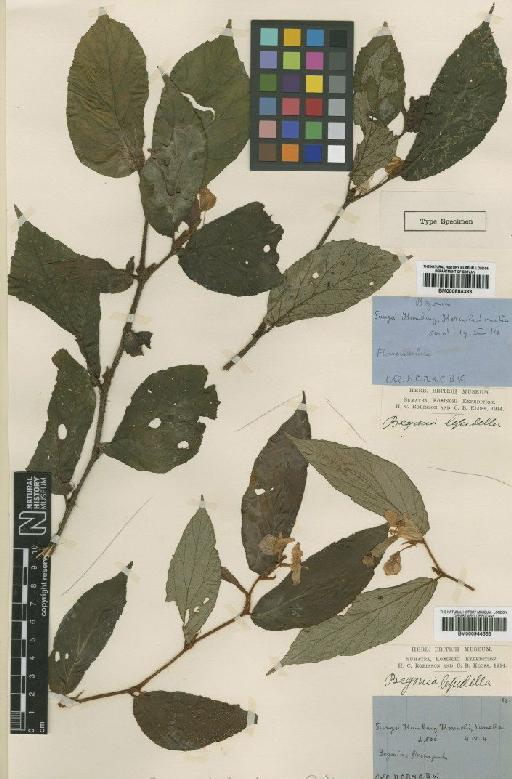 Begonia lepidella Ridl. - BM000944663