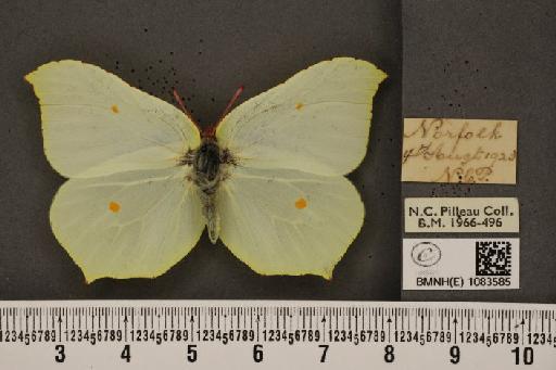 Gonepteryx rhamni rhamni Linnaeus, 1758 - BMNHE_1083585_63724